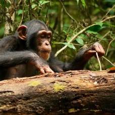 Шимпанзе совершенствуют навыки использования инструментов практически всю жизнь