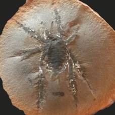 Ученые обнаружили новый вид ископаемых колючих пауков, который «не похож ни на одного другого паукообразного»