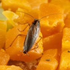 Как тараканы расселились по всему миру