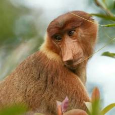 Почему обезьяны-носачи так выглядят