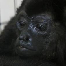 В мексике из-за сильной жары десятки приматов упали замертво с деревьев