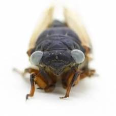 Одна на миллион: голубоглазая цикада-мутант