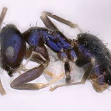 В индии обнаружен новый вид муравьев металлического синего цвета