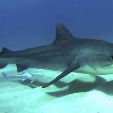 Падальщики океана: тигровые акулы способны съесть все, что угодно