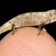 Брукезии (лвт. brookesia) - самый маленький вид рептилий в мире[