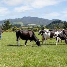 В новой зеландии отменили налог на метеоризм коров