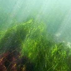 Балтийском море растет самое старое известное морское растение