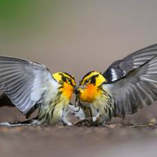 Фотоконкурс audubon photography awards 2024 отмечает красоту североамериканских птиц
