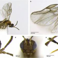 Биологи случайно открыли новый вид ос-паразитов, заражающих взрослых мух