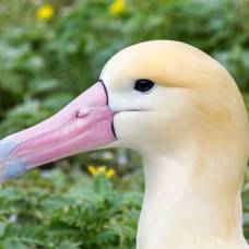 Белоспинный альбатрос (лат. phoebastria albatrus)