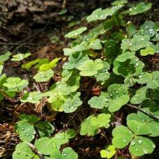 Движение листьев кислицы треугольной (лат. oxalis triangularis)