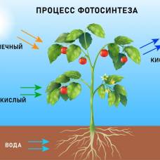 Как растения разрывают одну из самых прочных молекул в природе: секрет фотосинтеза