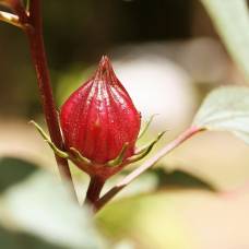 Гибискус - каркаде, красная роза, красный щавель, окра