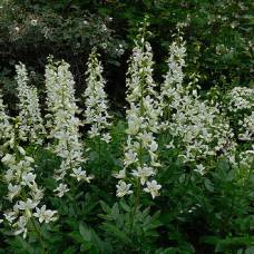Растение ясенец белый  или неопалимая купина (dictamnus albus)