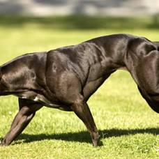 Большая венди (big wendy) - самая мускулистая собака в мире