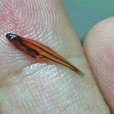 Самая маленькая рыбка на земле (paedocypris progenetica)