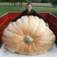 Самая большая тыква в мире весит 782 килограмма