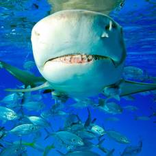 Удивительные кадры подводной жизни акул