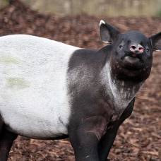Чепрачный, или малайский тапир (tapirus indicus)