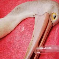 Фотографии лизы вильямс сделанные в госпитале для диких животных