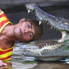 Голодный крокодил нам не товарищ!