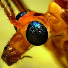 Фотограф-Натуралист томас шэхэн и его насекомые