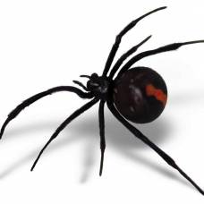 Ленивые самцы пауков выжили из-за неразборчивости самок