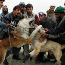 Собачьи бои в афганистане