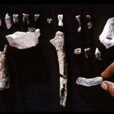 Древнейшим предком человека признан ардипитек арди