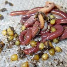 Как развести калифорнийских червей для биогумуса