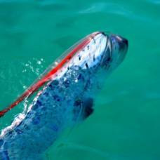 Oarfish (regalecus glesne) - рыба весло