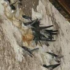 Стрижи - саланганы вьют съедобные гнезда
