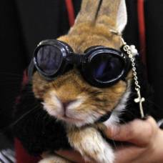 День высокой моды для кроликов