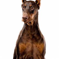 Доберман — порода короткошёрстных служебных собак