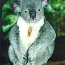 Через 30 лет в австралии не останется ни одного коала
