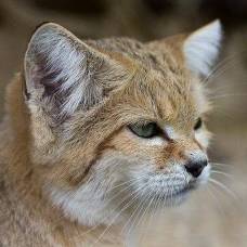 Барханная, песчаная или пустынная кошка (felis margarita)