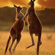 В австралии кенгуру напал на человека