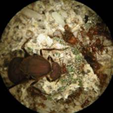Открыто сотрудничество муравьёв и бактерий в добыче азота