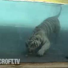 Бенгальский тигр прекрасный пловец и ныряльщик