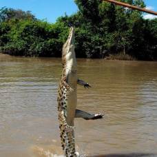 Покорми голодного крокодила