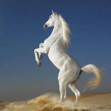 Лошадь - священное животное