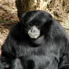 Приматы не утратили способность находить сородичей по запаху