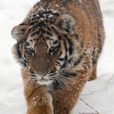 Cамый северный тигр - амурский или уссурийский тигр