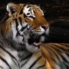 Молодые тигры и копытные находятся на грани гибели в тайге приморья