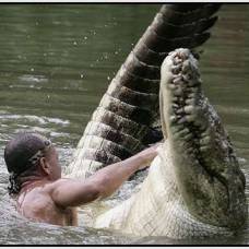 Крокодилы могут быть ручными