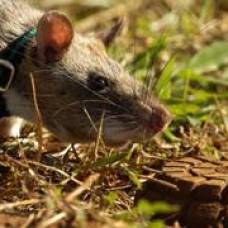 Гигантские крысы находят мины по запаху