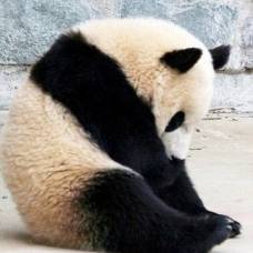 Смешная панда