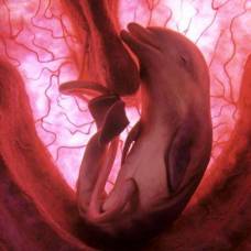Животные в утробе матери (часть 3)