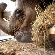 Белый носорог возвращается в кению