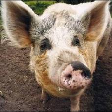 Свинья, страдающая метеоризмом, стала причиной чп